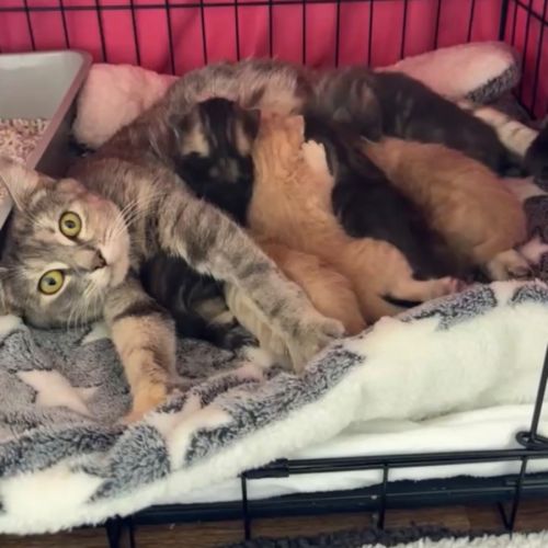 Mama Diamond - Domestic Short Hair (DSH) Cat
