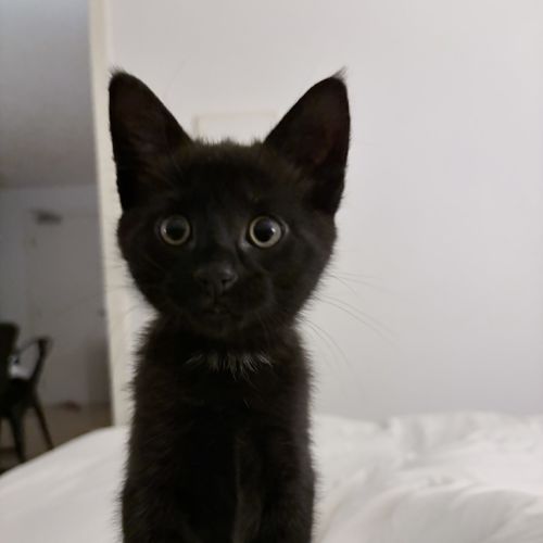 Billy - Dsh Cat