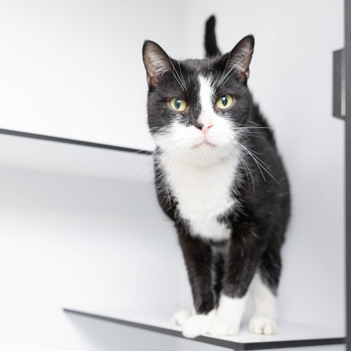 Bilbo Baggins - Domestic Short Hair Cat