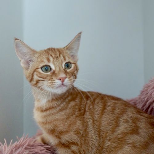 Sigmond - Domestic Short Hair Cat