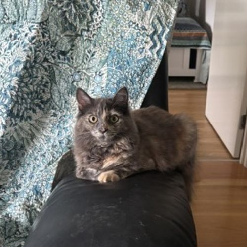 Riley - Dlh Cat
