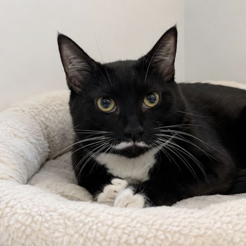 East - Domestic Short Hair Cat
