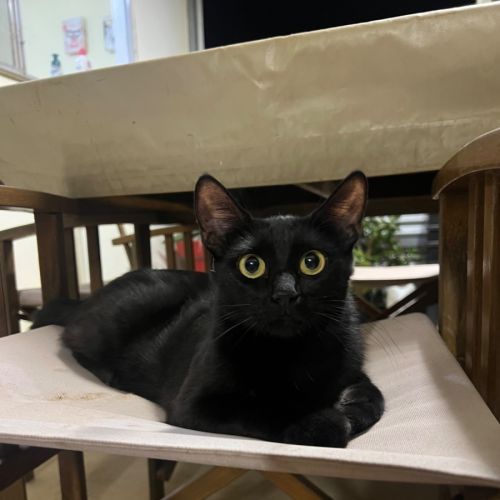 Clementine - Domestic Short Hair (DSH) Cat