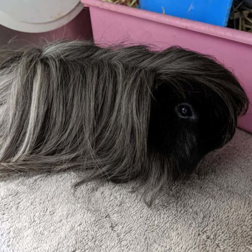 Coco (bonded To Patch) - Peruvian (Long Haired) Guinea Pig