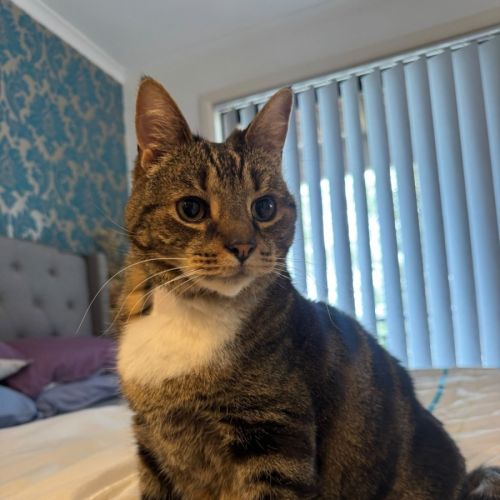 Nemo - Domestic Short Hair (DSH) Cat