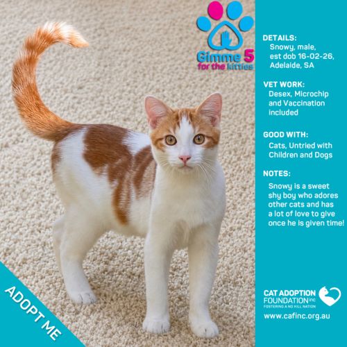 Snowy - Domestic Short Hair (DSH) Cat