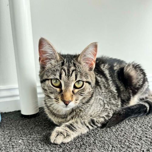 Sadie - Domestic Short Hair (DSH) Cat