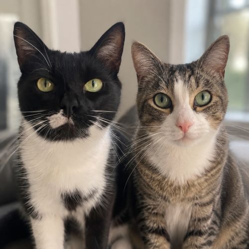 Ducky & Mocha - Domestic Short Hair (DSH) Cat