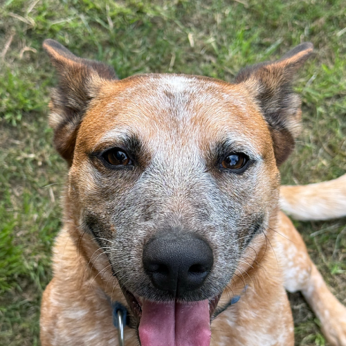Crash Bandicoot - Australian Cattle Dog