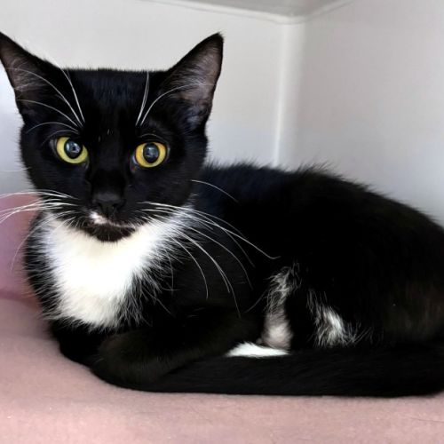 Cherry STA014311 - Domestic Short Hair Cat