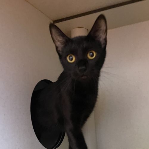 Tiara - Domestic Short Hair Cat