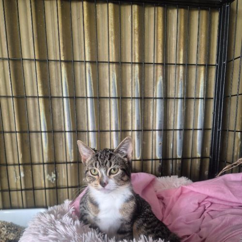 Mercury - Domestic Short Hair (DSH) Cat