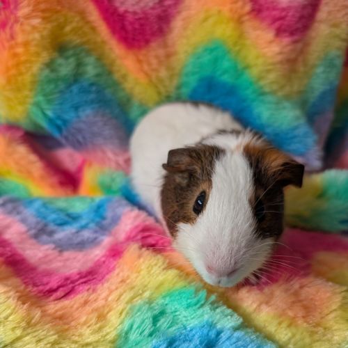 Tempeh -  Guinea Pig