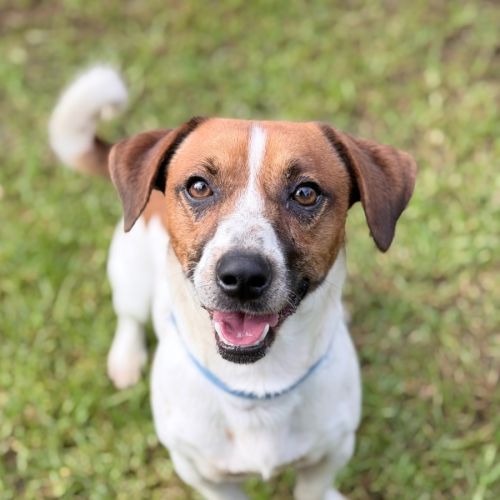 Maverick  - Jack Russell Terrier Dog