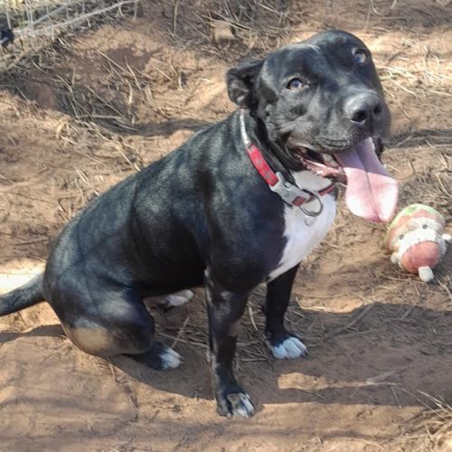 Mia - Staffordshire Bull Terrier Dog