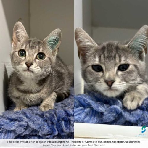 Lotus - Domestic Short Hair (DSH) Cat