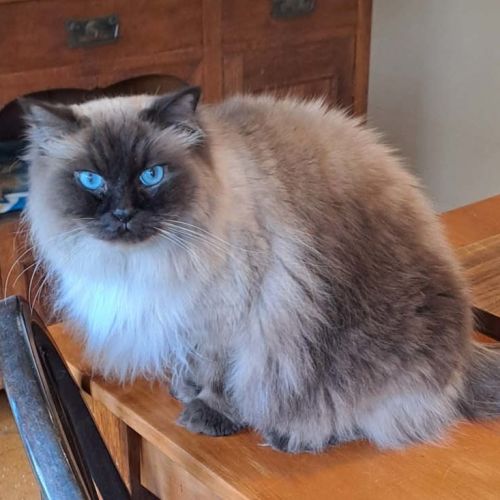 Hamish  - Ragdoll Cat