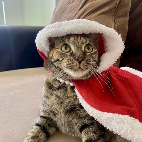 Nala - Domestic Short Hair (DSH) Cat