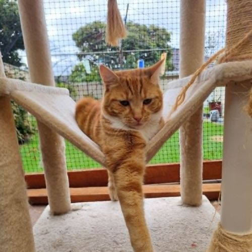 Eddie *9 Lives Project Rescue* - Domestic Short Hair (DSH) Cat