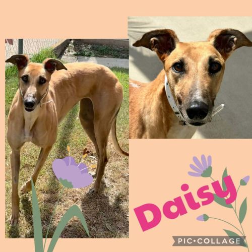Daisy - Greyhound Dog