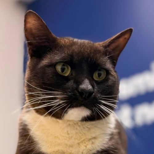 Chance  - Domestic Short Hair (DSH) Cat