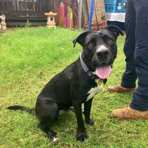 Korra - Mastiff x Mixed breed Dog