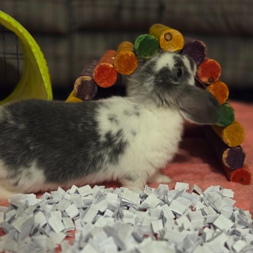 Kimmy - Mini Lop Rabbit