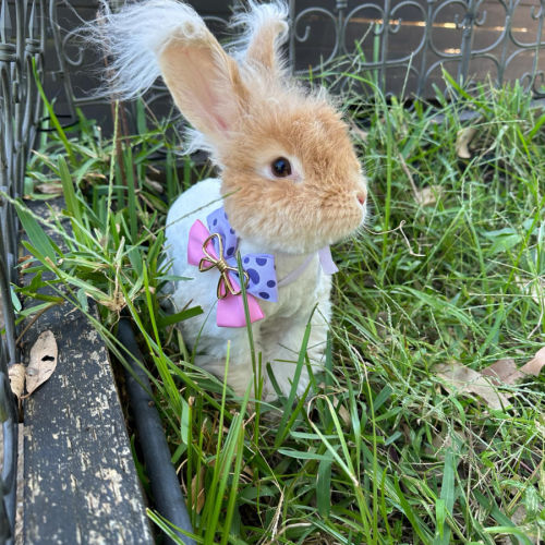 Cotton Candy (w Pebbles) - Angora Rabbit