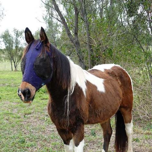 Burr -  Horse