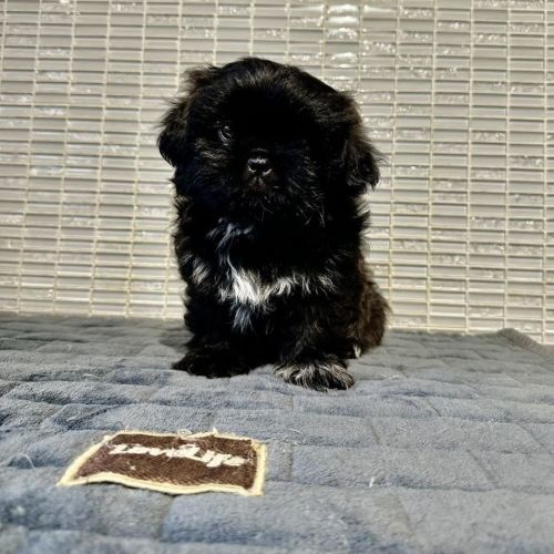 Milo - Shih Tzu Dog