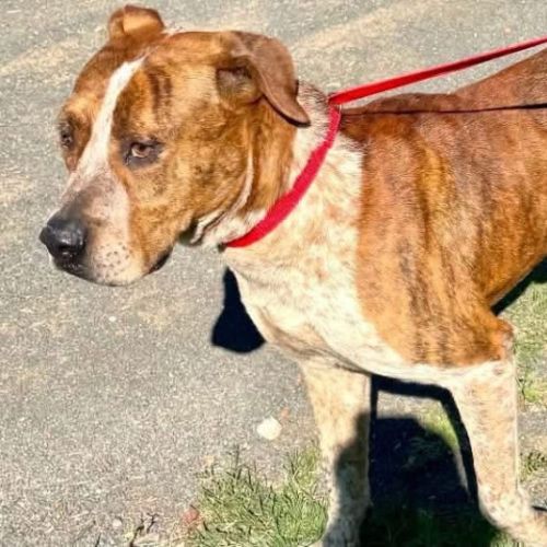 Ghanda - Bull Arab Dog