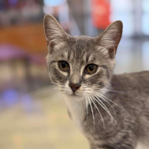 Macaroni  - Domestic Short Hair (DSH) Cat