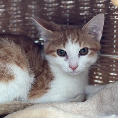 🧡Arisaka🧡 - Domestic Short Hair (DSH) Cat