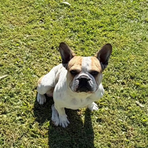 Larry - French Bulldog