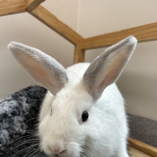 Cashew - Rabbit   Domestic Rabbit