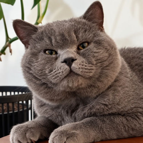 Winston - British Shorthair Cat