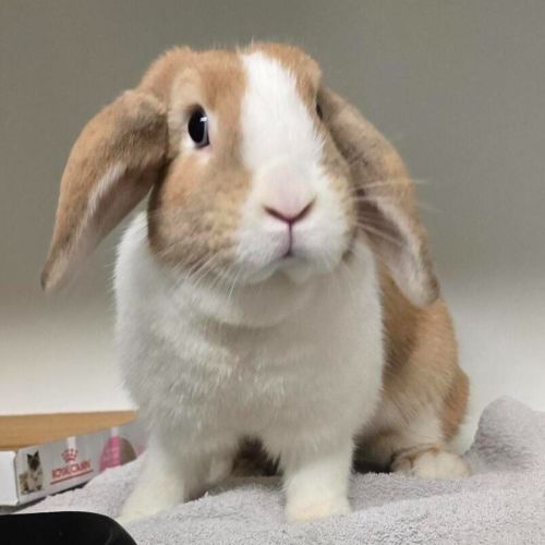Ava - Mini Lop Rabbit