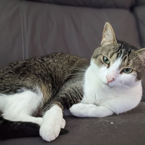 Leo - Domestic Short Hair (DSH) Cat