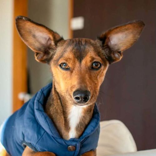 Sprout - Dachshund (Miniature Smooth Haired) Dog