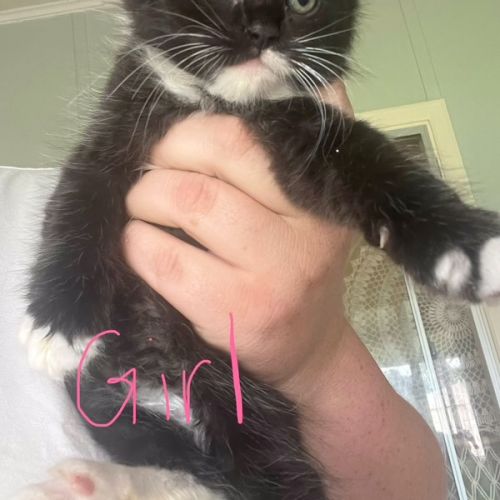 Sky - Domestic Short Hair (DSH) Cat