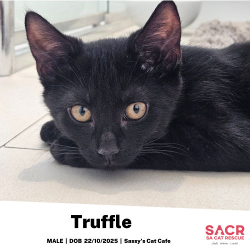 Truffle - Domestic Short Hair (DSH) Cat