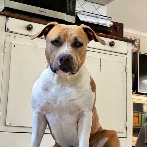 Lexie - American Staffordshire Terrier Dog