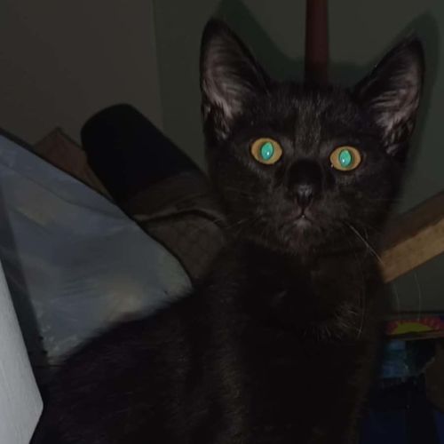 Little Onyx - Domestic Short Hair (DSH) Cat