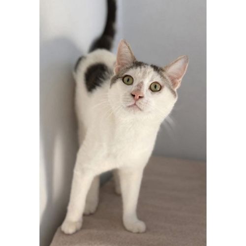 12923 - Shrimp - Domestic Short Hair (DSH) Cat