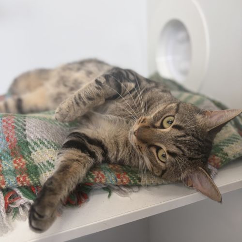 Timothy - Domestic Short Hair Cat