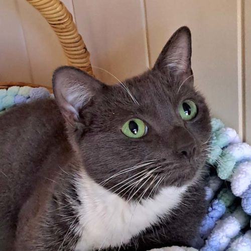 Bunny - Domestic Short Hair (DSH) Cat