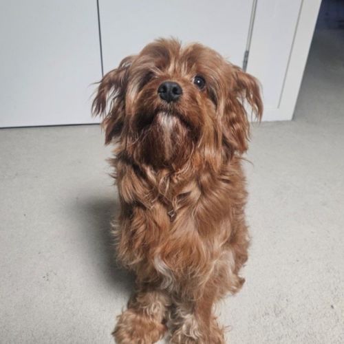 Neddy Everhart - Poodle x Cavalier King Charles Spaniel Dog