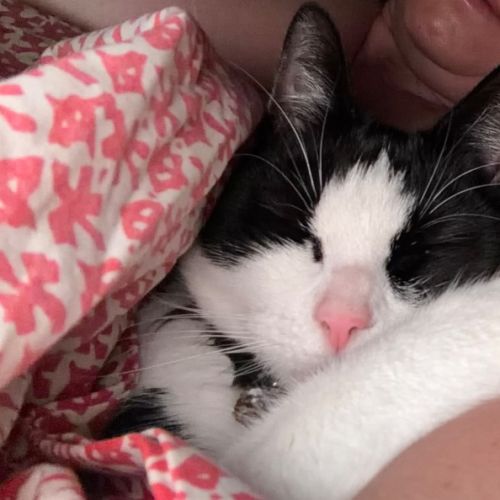 Flick  - Domestic Short Hair (DSH) Cat