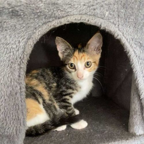 Nibbles - Domestic Medium Hair (DMH) Cat
