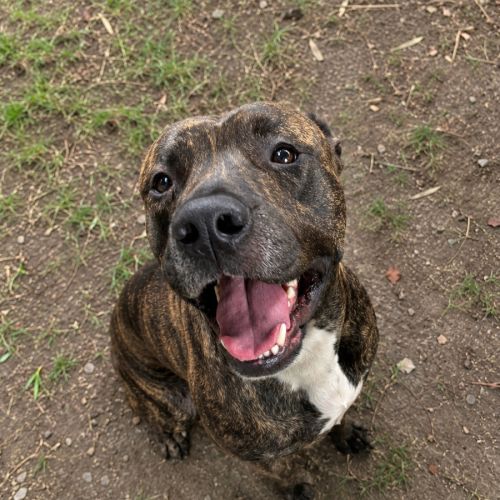 Boston - American Staffordshire Terrier Dog